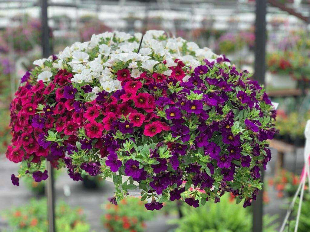 Flower baskets available in 10, 12, 14 and 16 inch sizes at Keil's Produce and Greenhouse in Swanton, Ohio.