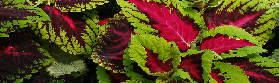 coleus annual plant from Keil's Produce and Greenhouse in Swanton Ohio