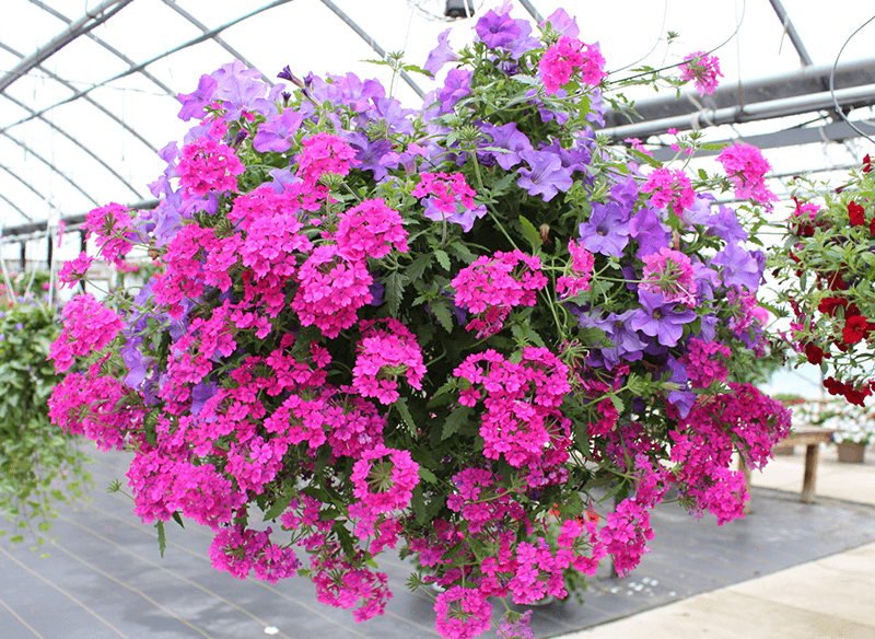 Keil's beautiful flower baskets available at the garden center April through June at Keil's Produce and Greenhouse, serving NW Ohio