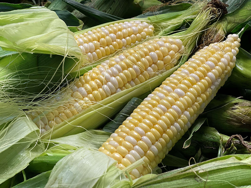Fresh from our fields, corn on the cob from Keil's Produce and Greenhouse in Swanton, OH.