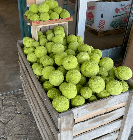 Osage Oranges (Hedge Apples) are now available!
$1 each or 5 for $4 at Keil's Produce and Greenhouse in Swanton