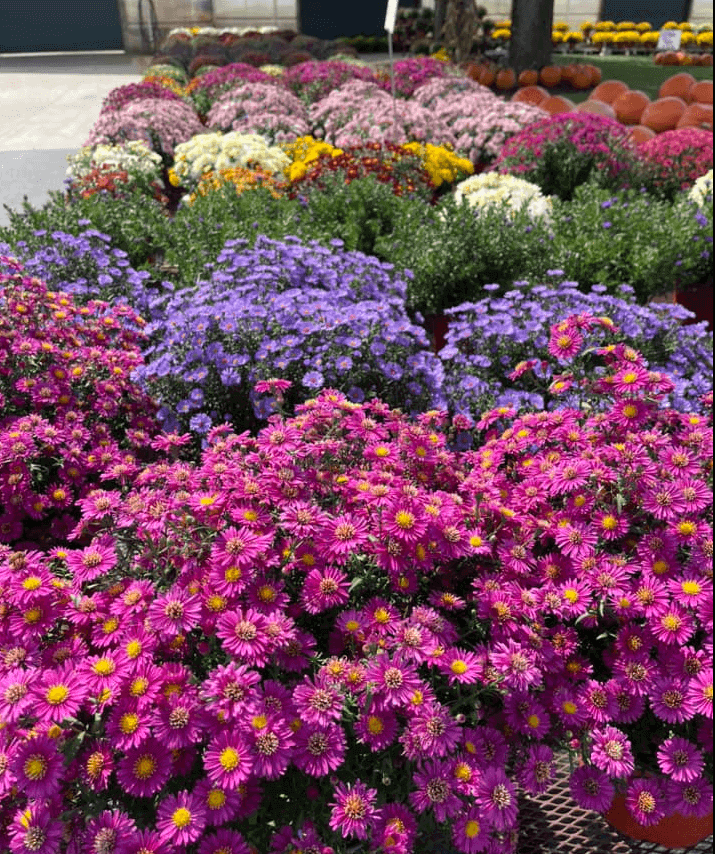 Buy mums for planting or decorating. All sizes and colors available at Keil's Produce and Greenhouse in Swanton, OH.