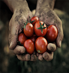 A farmers hands filled with tomatoes from Keil's Produce & Greenhouse in Swanton, Ohio