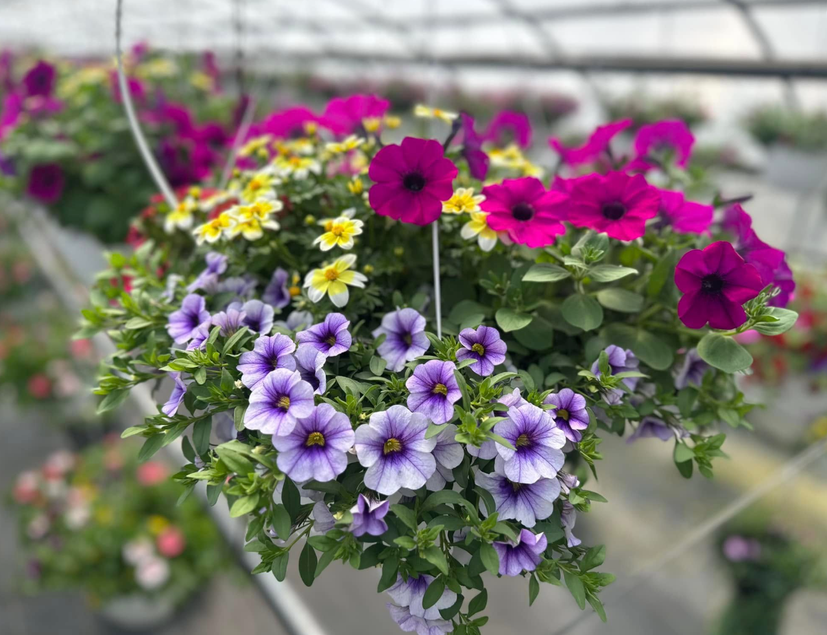 Flower basket in early stages of bloom from Keil's Produce and Greenhouse, Swanton.