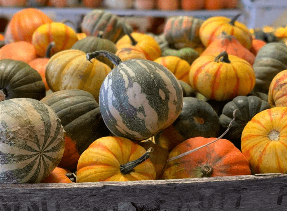 Gourds for Fall decorating available at Keil's Produce and Greenhouse in Swanton, OH