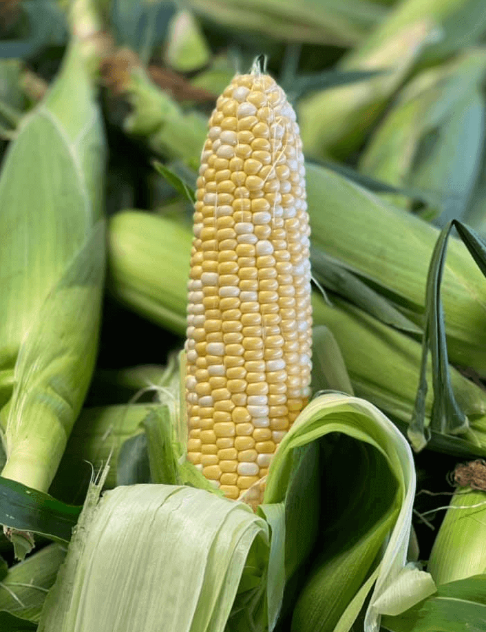 Corn-on-the-cob from Keil's Produce and Greenhouse