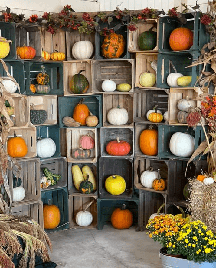 Mini pumpkins for home decorating this Fall from Keil's Produce and Greenhouse in Swanton.