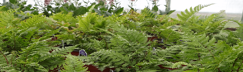 Hardy ferns in containers from Keil's Produce and Greenhouse in Swanton Ohio