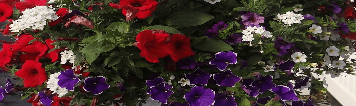 Purple, red and white large annual flower basket from Keil's Produce and Greenhouse in Swanton Ohio