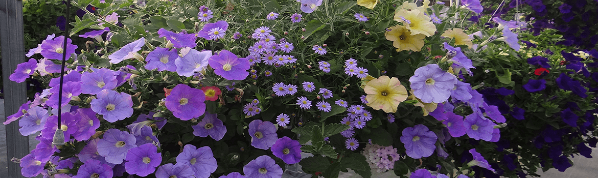 Lilac and yellow petunia, large annual flower basket from Keil's Produce and Greenhouse in Swanton Ohio