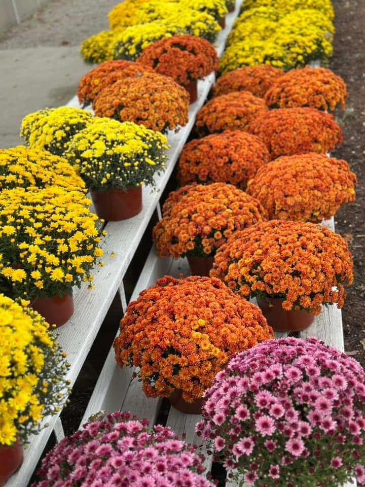 Buy mums here. All sizes from Keil's Produce and Greenhouse near Toledo Ohio