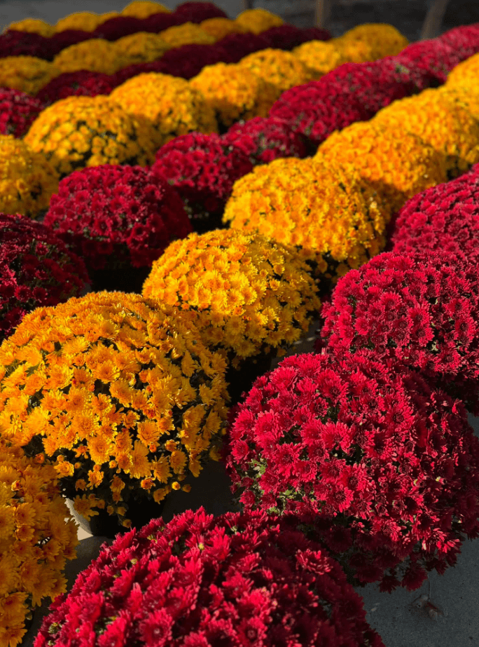 Buy mums for planting or fall decorating. All sizes and colors available at Keil's Produce and Greenhouse in Swanton, OH.