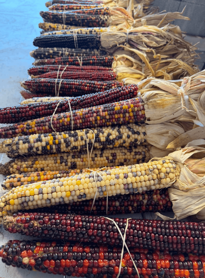 Indian corn and pumpkins for fall home decorationg at Keil's Produce and Greenhouse, Swanton