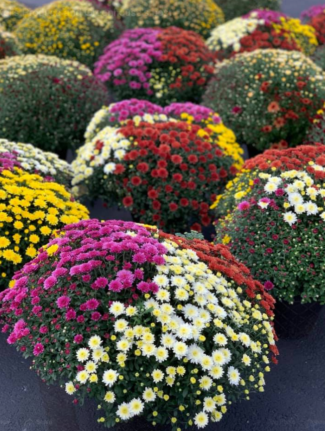 Keil's Produce and Greenhouse Toledo Garden Center & Farmers Market