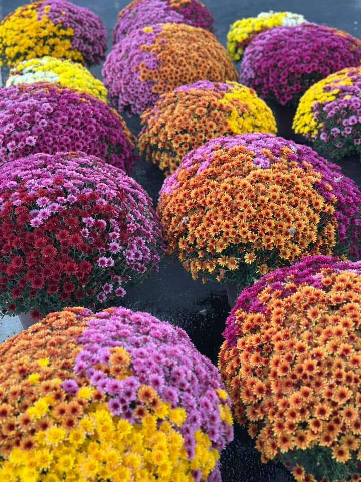 Beautiful multi-colored mums from Keil's Produce and Greenhouse in Swanton, OH.