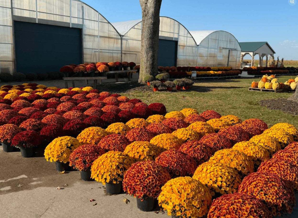 Hanging and potted mums near you at Keil's Produce and Greenhouse in Swanton