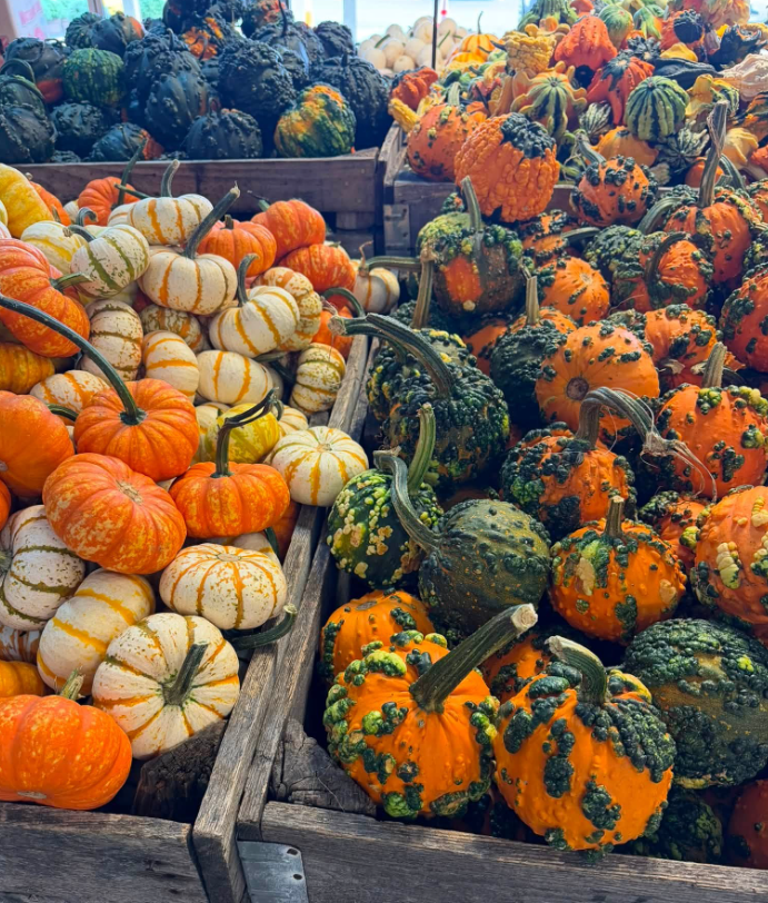 Mini pumpkins for home decorating this Fall from Keil's Produce and Greenhouse in Swanton.