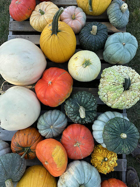 Buy mum flowers for fall nearby at Keil's Produce and Greenhouse in Swanton.