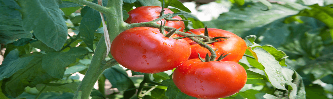 Tomato plant from Keil's Produce and Greenhouse