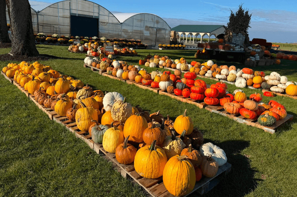 Unique, specialty pumpkins all colors and sizes at Keil's Produce and Greenhouse in Swanton